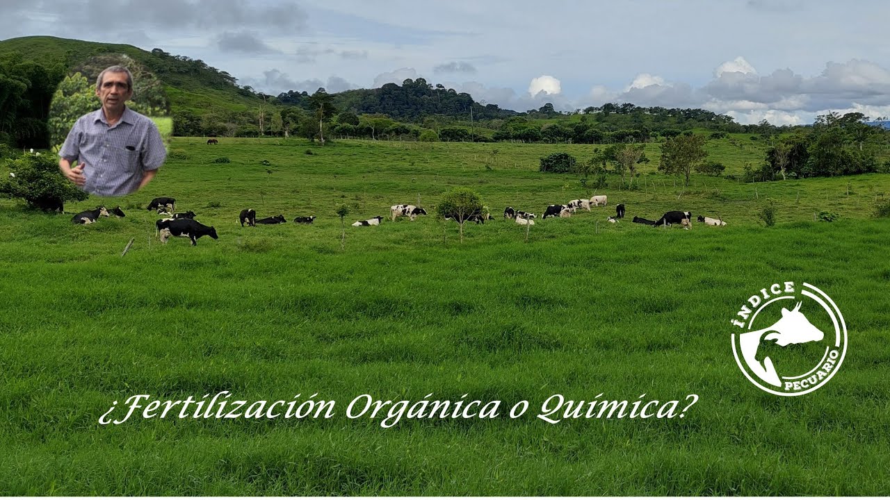 ¿Fertilización química u orgánica en pasturas?