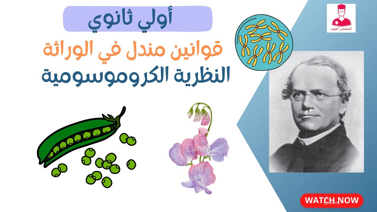 قوانين مندل في ضوء النظرية الكروموسومية || احياء اولي ثانوي الترم التاني