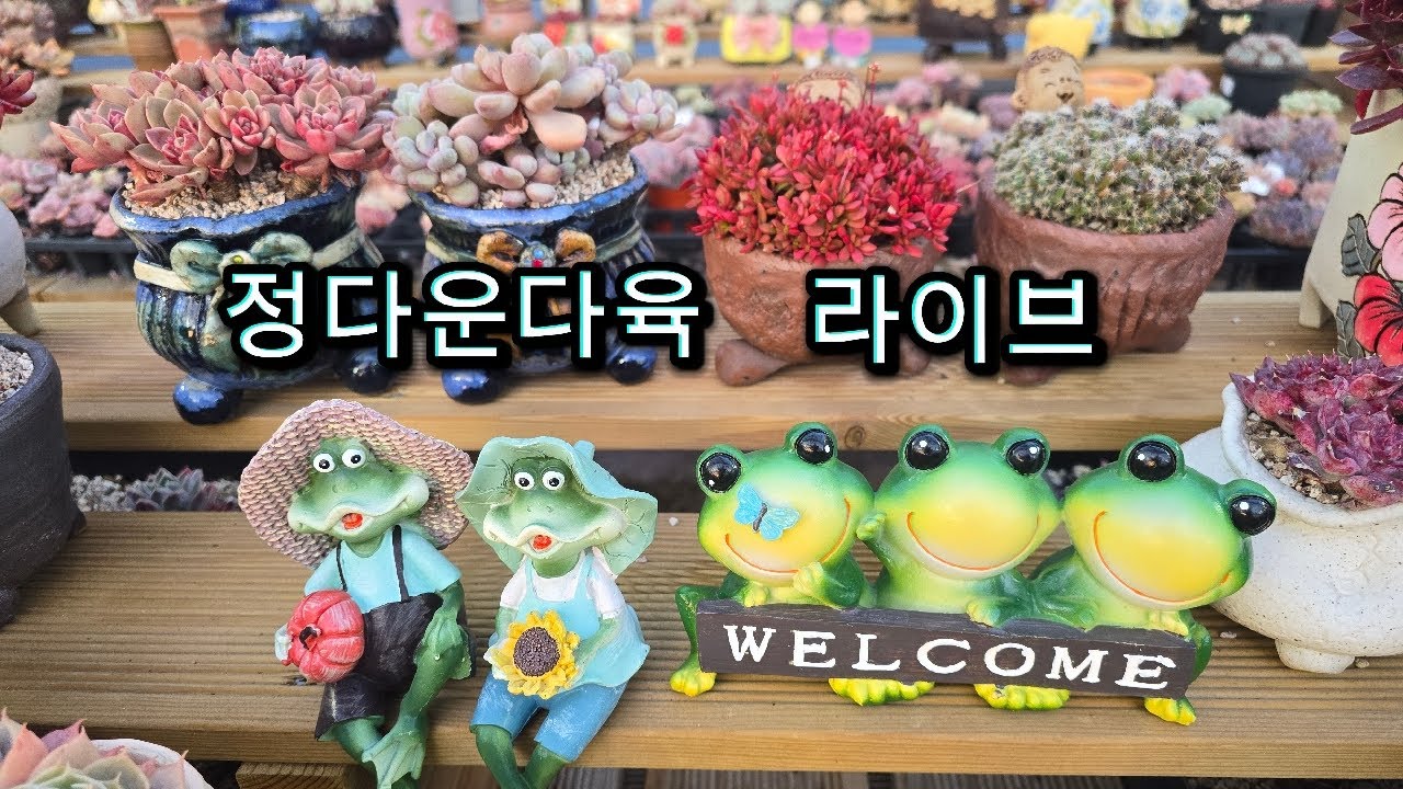 3월7일#정다운다육   라이브방송. 시작합니다.#선영분#금강분 #묵은다육