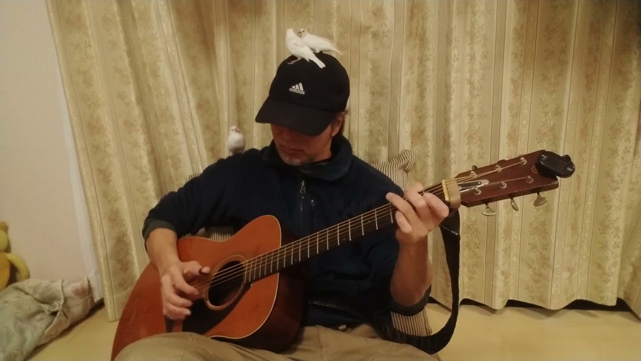 文鳥とギター30 java sparrow and guitar30
