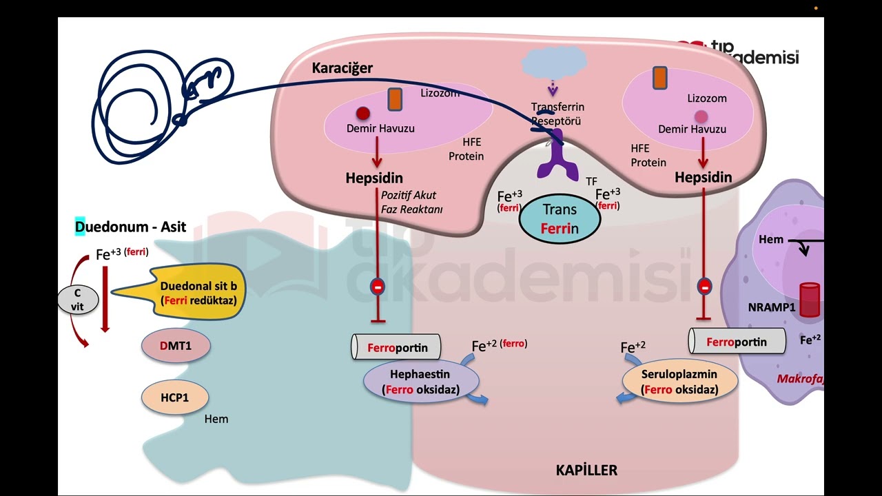 Tıpakademisi Biyokimya - Demir Metabolizması