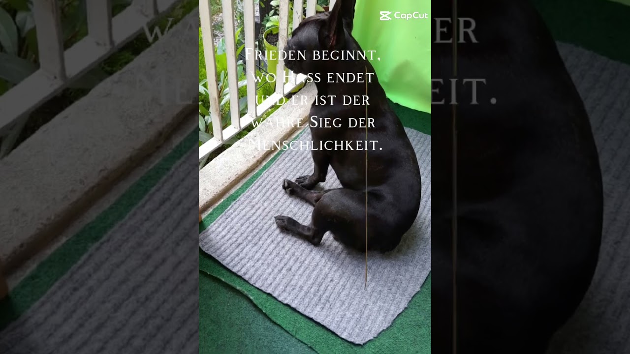 Französische Bulldogge "Ritschie"