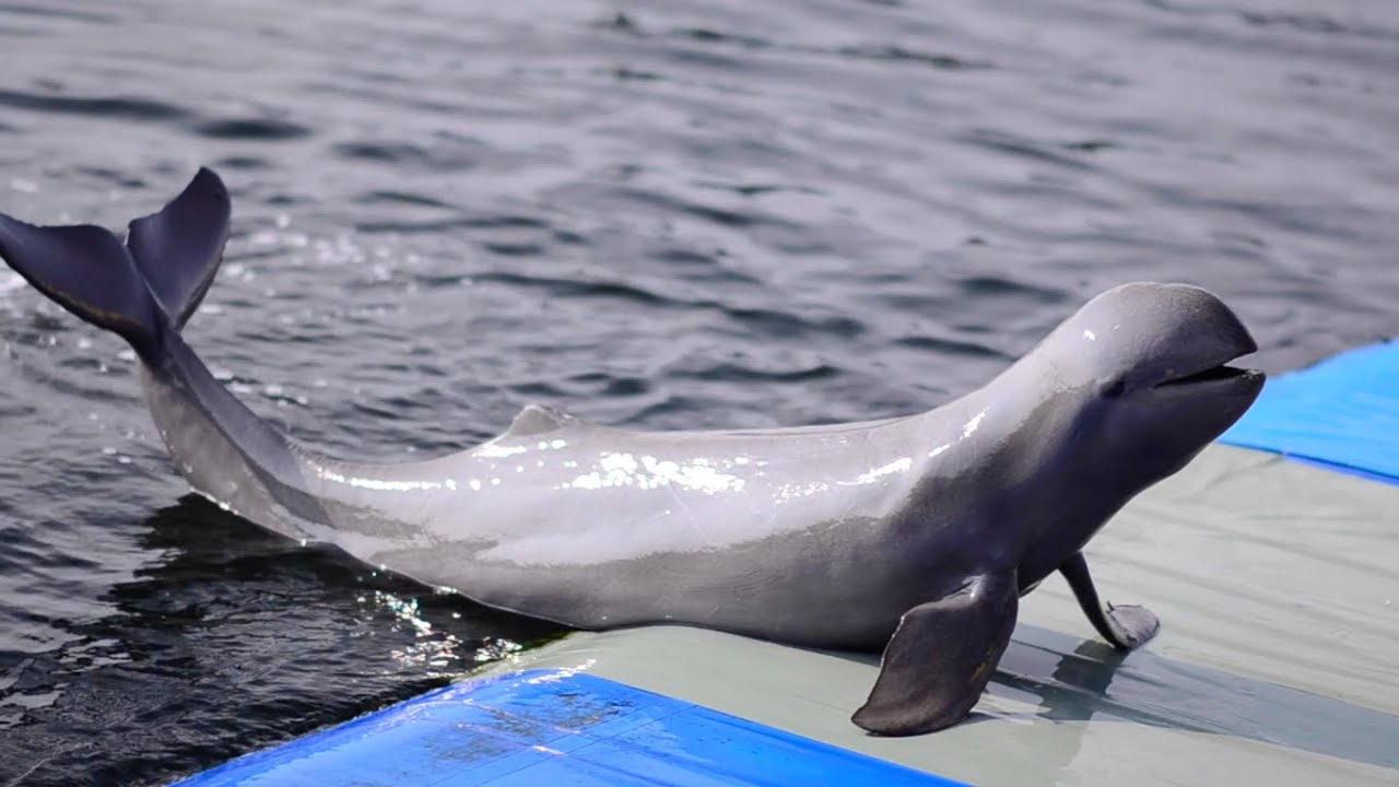 มูเน่ เที่ยว โอเอซิส ซีเวิลด์ #4 โลมาโชว์ [ Oasis Sea World ]