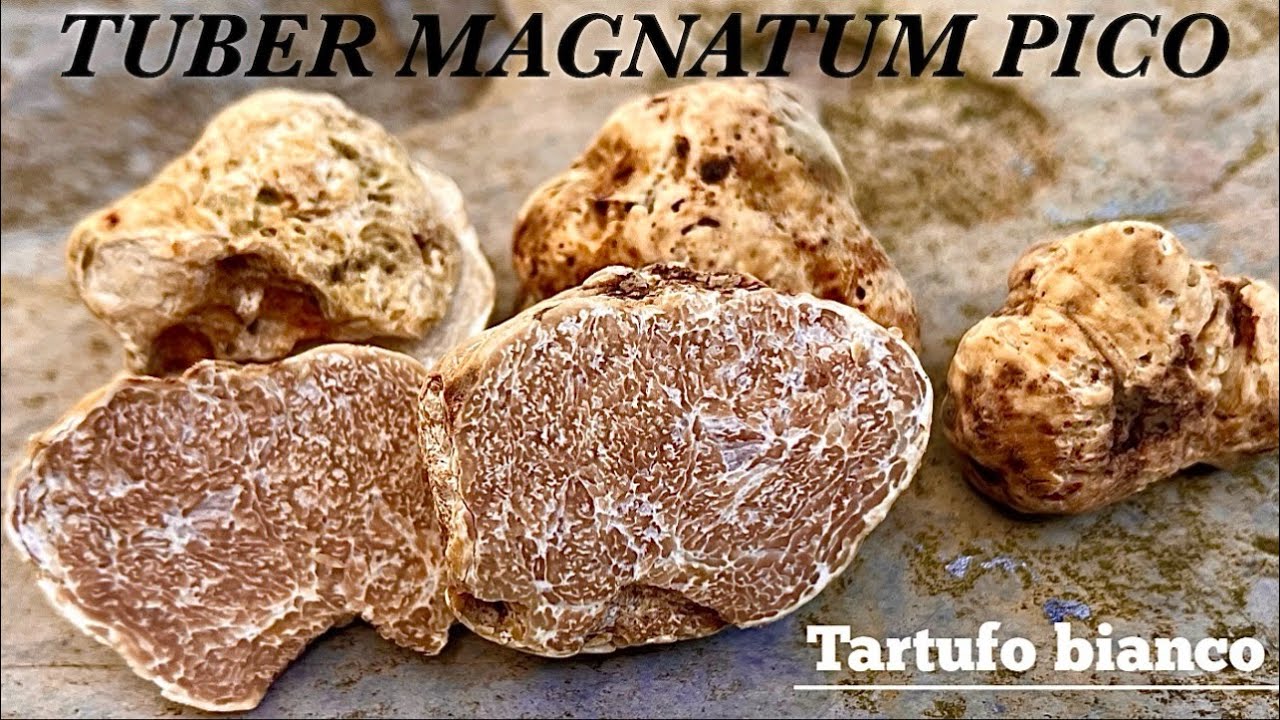 Tuber magnatum pico - ценный белый трюфель