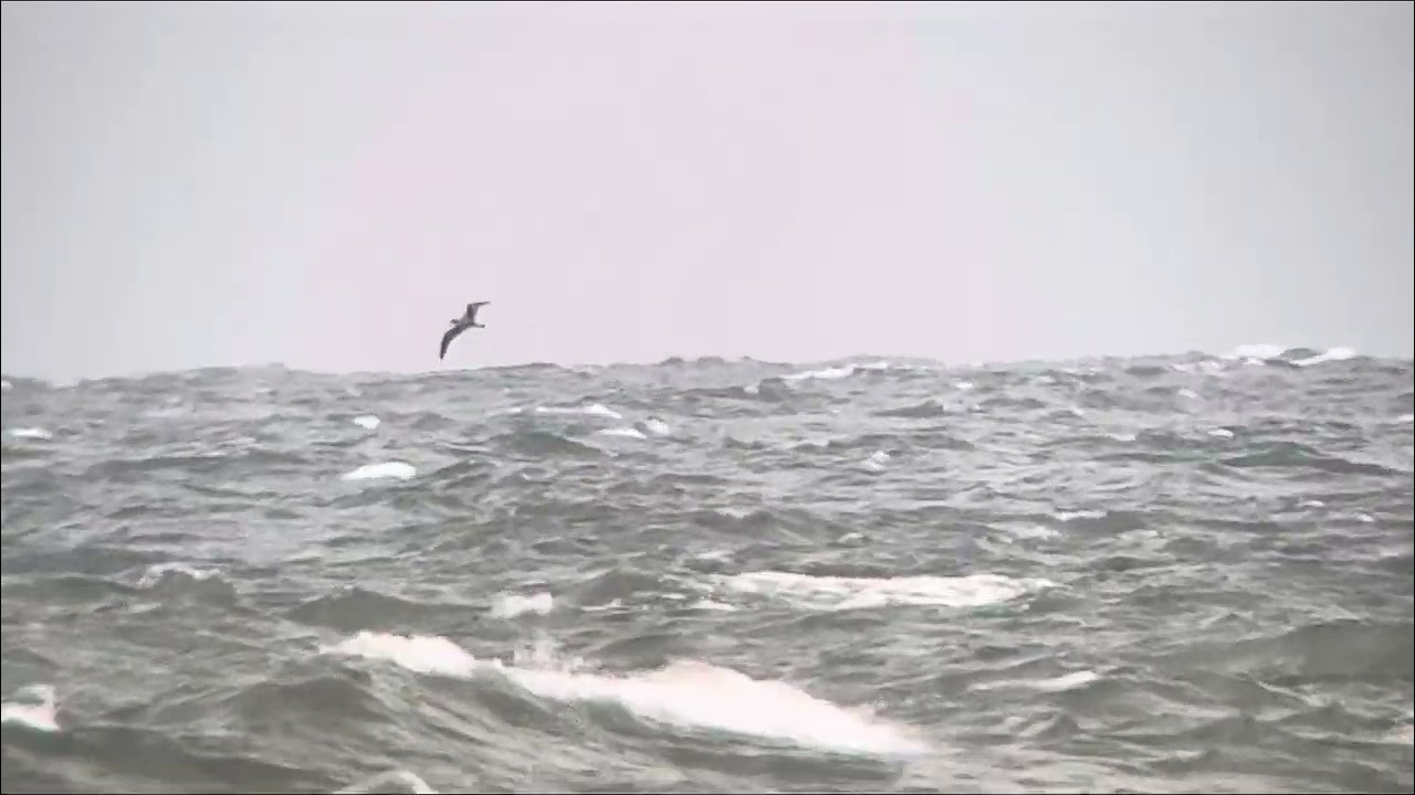 Gulnäbbad lira/Cory’s Shearwater Calonectris borealis, Morups tånge fyr, Halland, Sverige, 17/7 2023