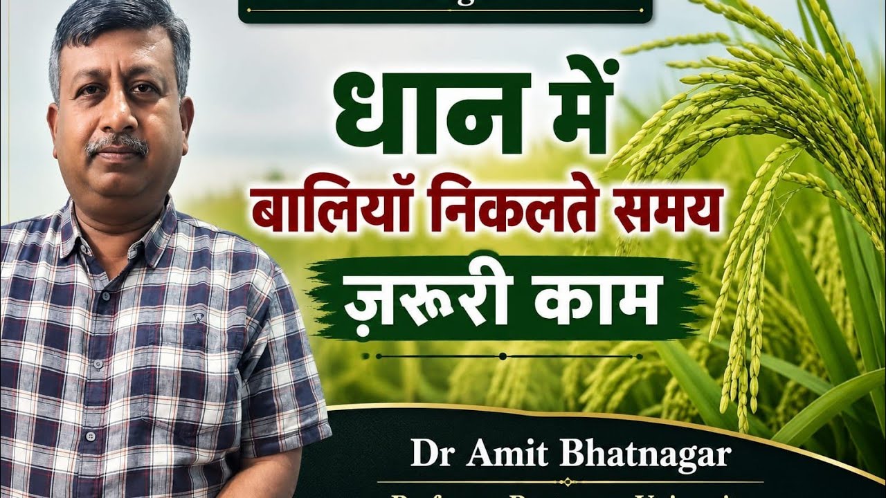 धान में बालियाँ निकलते समय जरूरी काम