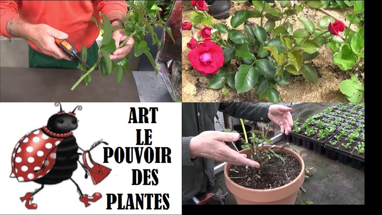 Jardinage : Bouture de rosier et culture en pot 🌹 Astuces pour une vivace magnifique !