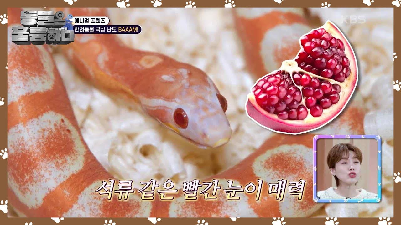 연어초밥과 똑닮은 ‘연어’✨ 어금니에 독이 있는 뱀을 다루는 보호자! [동물은 훌륭하다] | KBS 250127 방송