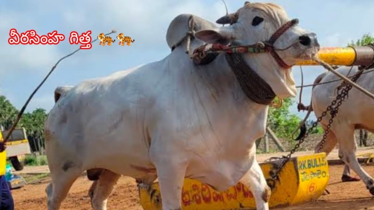 ధర్మవరం సబ్ జూనియర్స్ 6వ జత Rk bulls (డాన్ -నరసింహ) అత్తోట రామకృష్ణ చౌదరి గారు