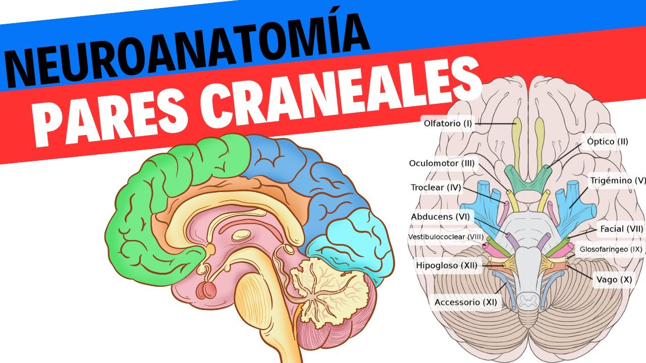 Neuroanatomía y fisiología de los pares craneales. Neurociencias 20