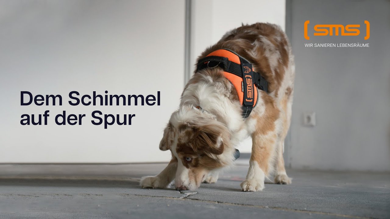 SMS Austria GmbH – Dem Schimmel auf der Spur