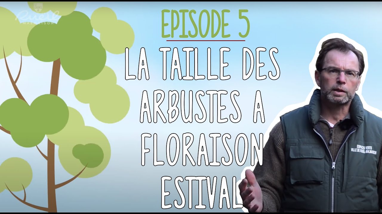 La minute jardinage s01 ep05 : La taille des arbustes à floraison estivale
