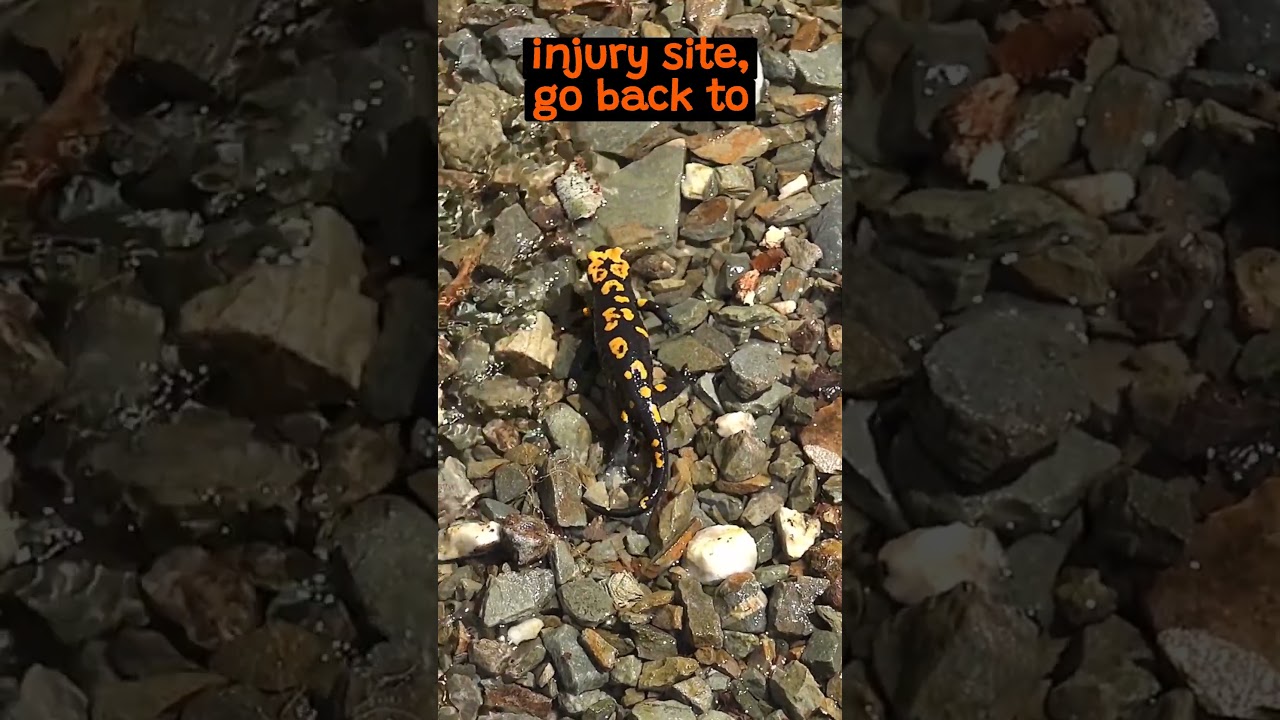 How Salamanders Regrow Lost Limbs | The Wild Animal Facts