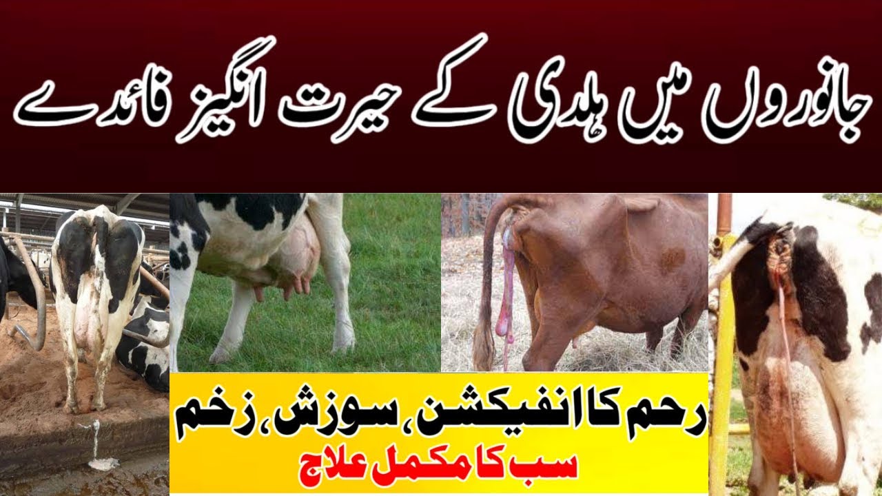 Amazing Benefits of Turmeric in Animals || Dr Noman Ali