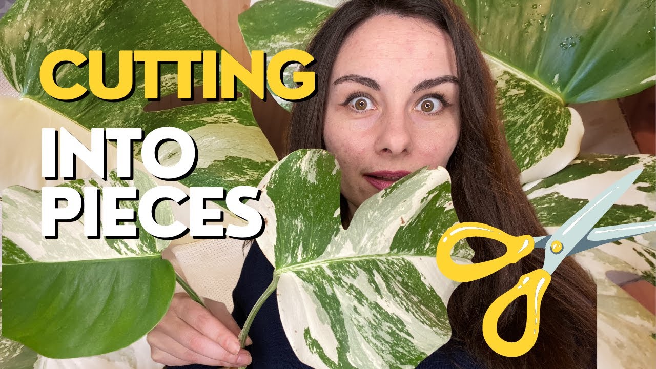How to Propagate Variegated Monstera Albo | Stem Cuttings