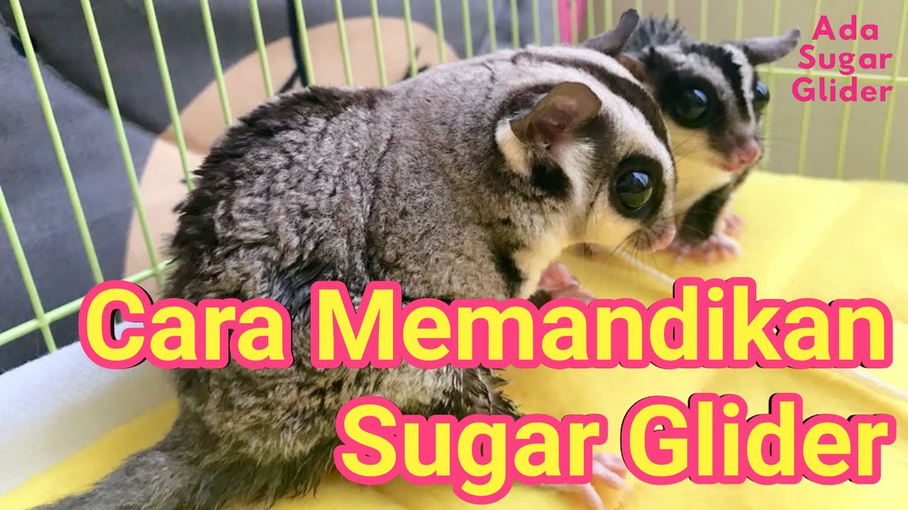 CARA MEMANDIKAN SUGAR GLIDER