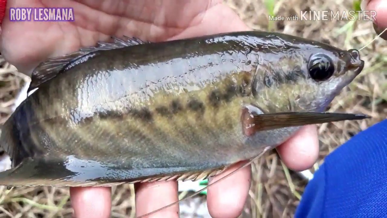 #113 - SARANG MONSTER SEPAT SIAM - BAGIAN PERTAMA