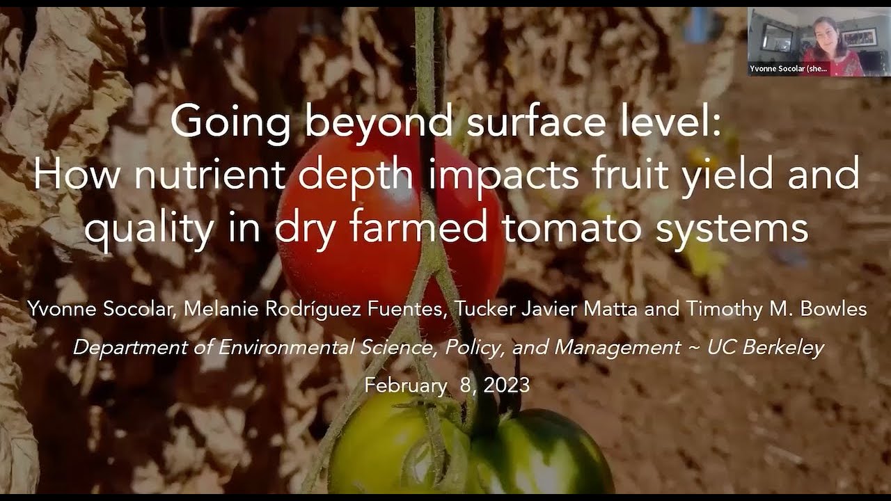 Nutrient Depth Impacts on Fruit Yield and Quality in Dry Farmed Tomatoes, Yvonne Socolar