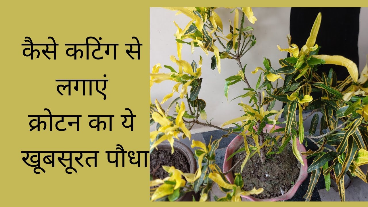 How to get a new Croton plant from cuttings of Mother Plant 🪴