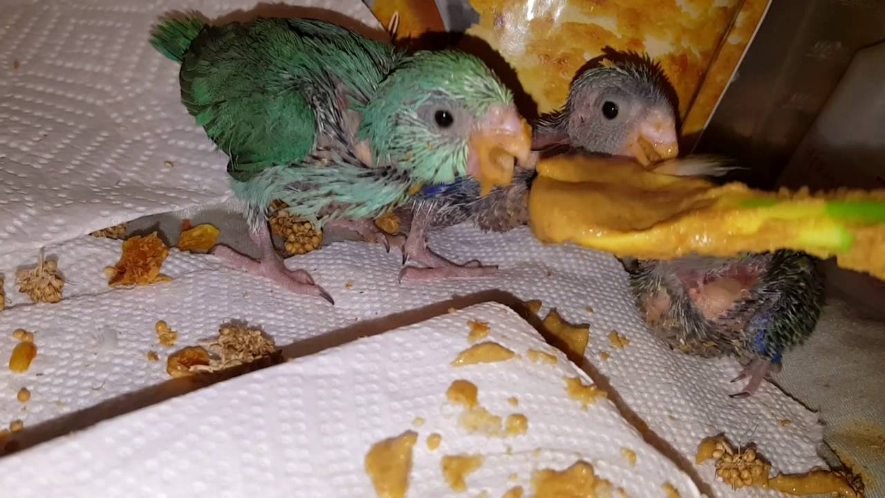 Breeding Parrotlets info