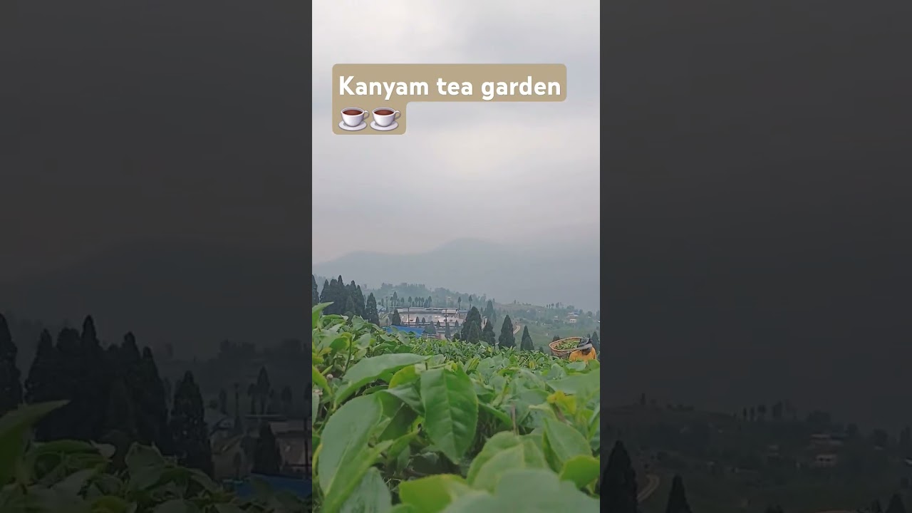 #nepal#kanyam#teagarden kanyam tea garden view in nepal