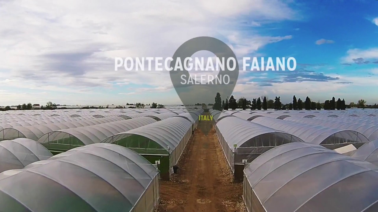 Altamura Farms, your natural fresh baby leaves grower