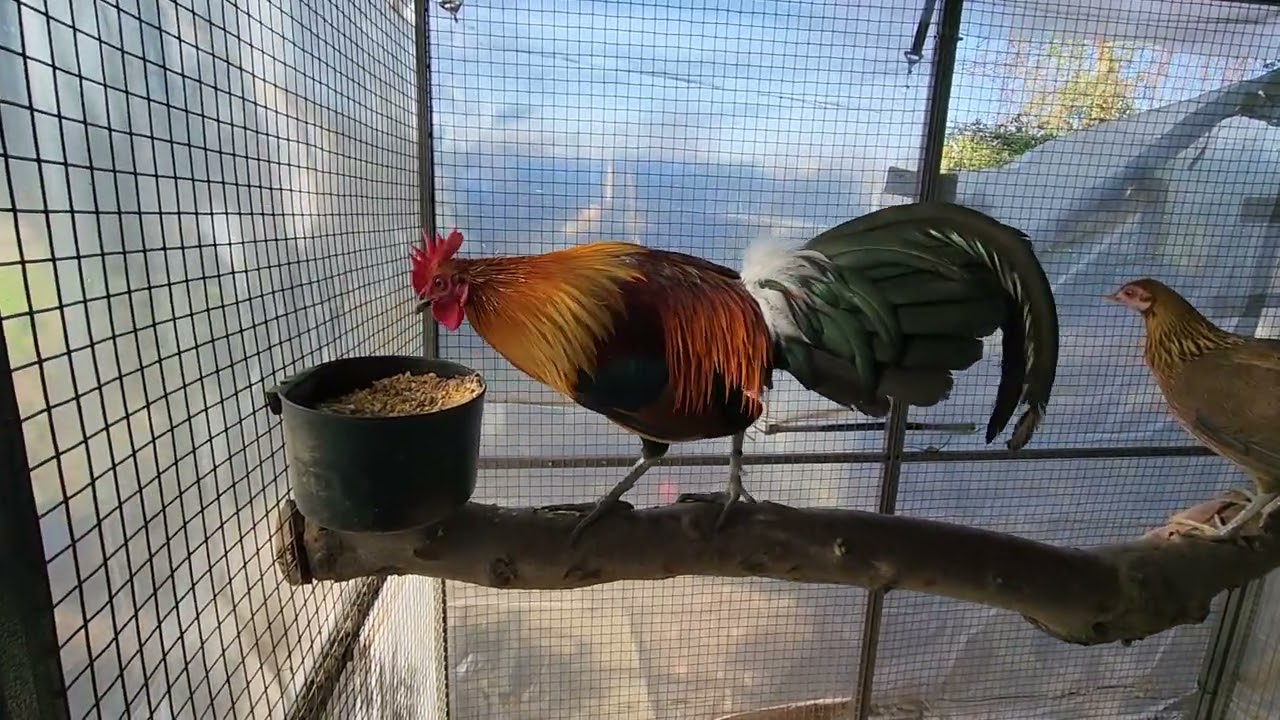 hybrid red junglefowl..