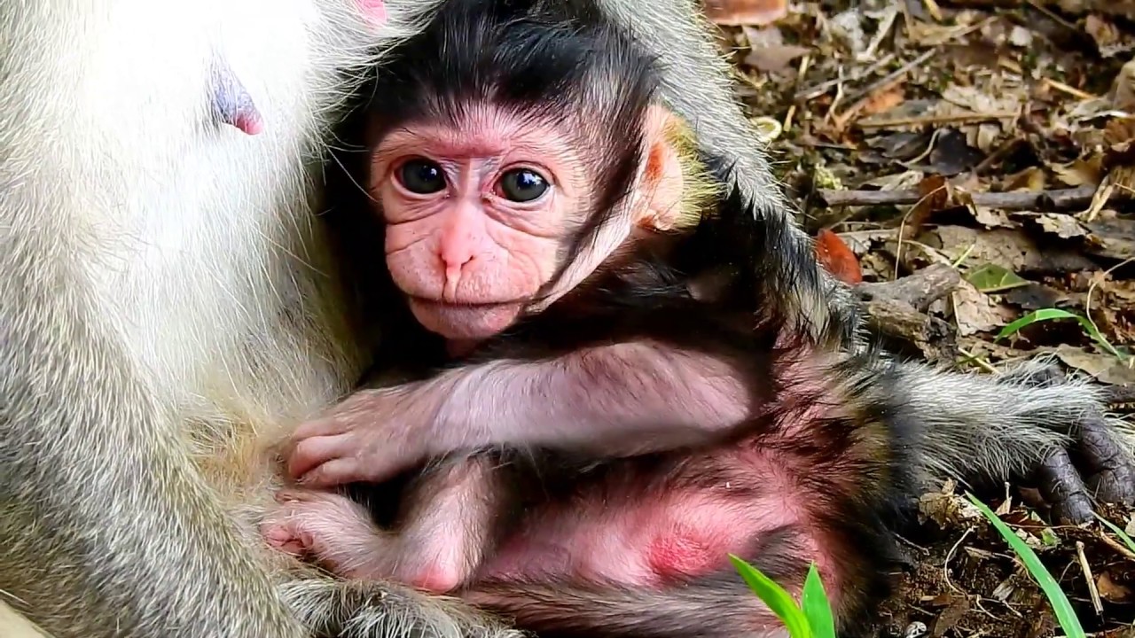 One day newborn Lizza so huge & alerted | Monkey Lizzy very exhausted & weak