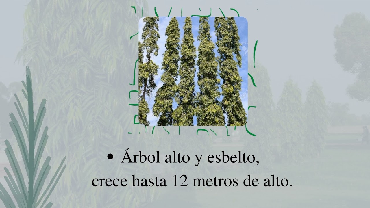 Polyalthia longifolia - Grupo#17