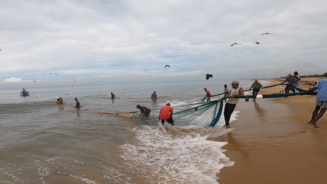 Experienced fishermen catch lots of fish using a seine net