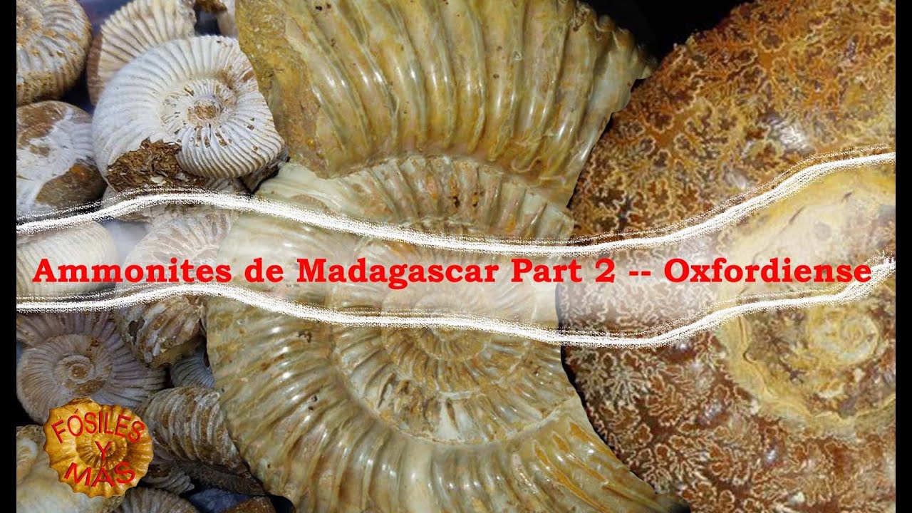 Ammonites Oxfordiense Madagascar