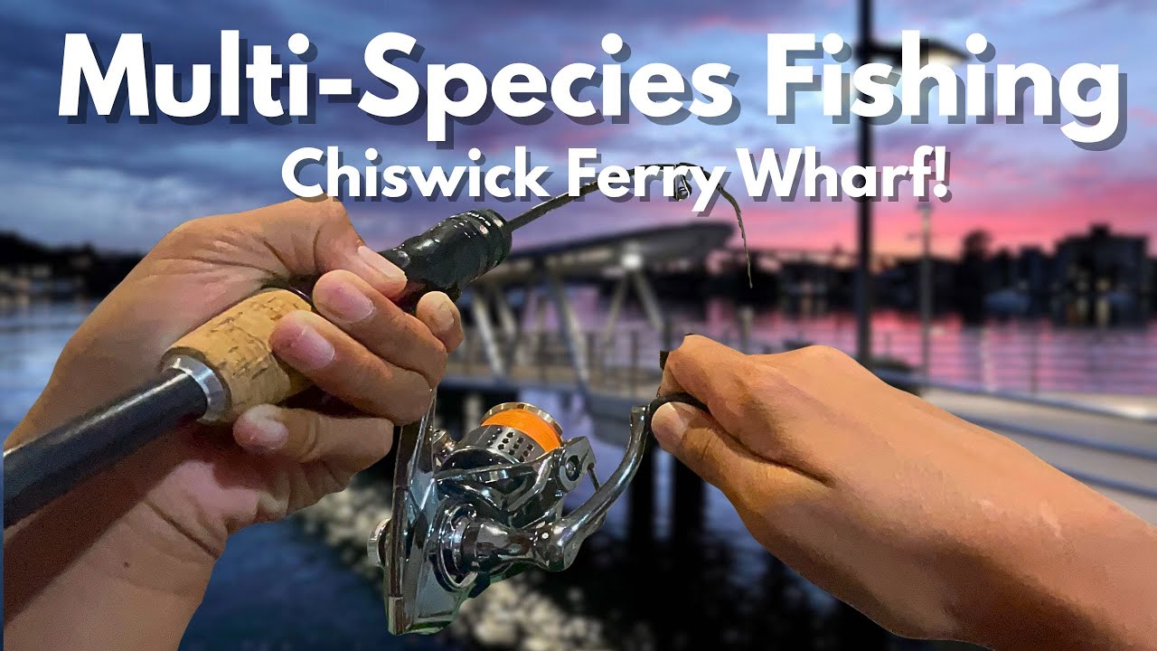 Multi-Species Wharf Fishing at Chiswick Using LIVE Bait!