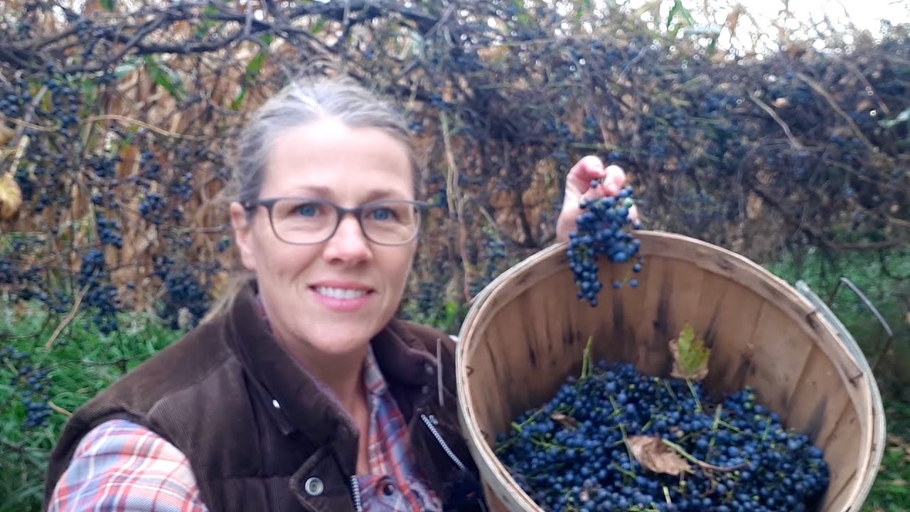 Foraging for Wild Grapes & Apples (for juice, jelly & applesauce)!
