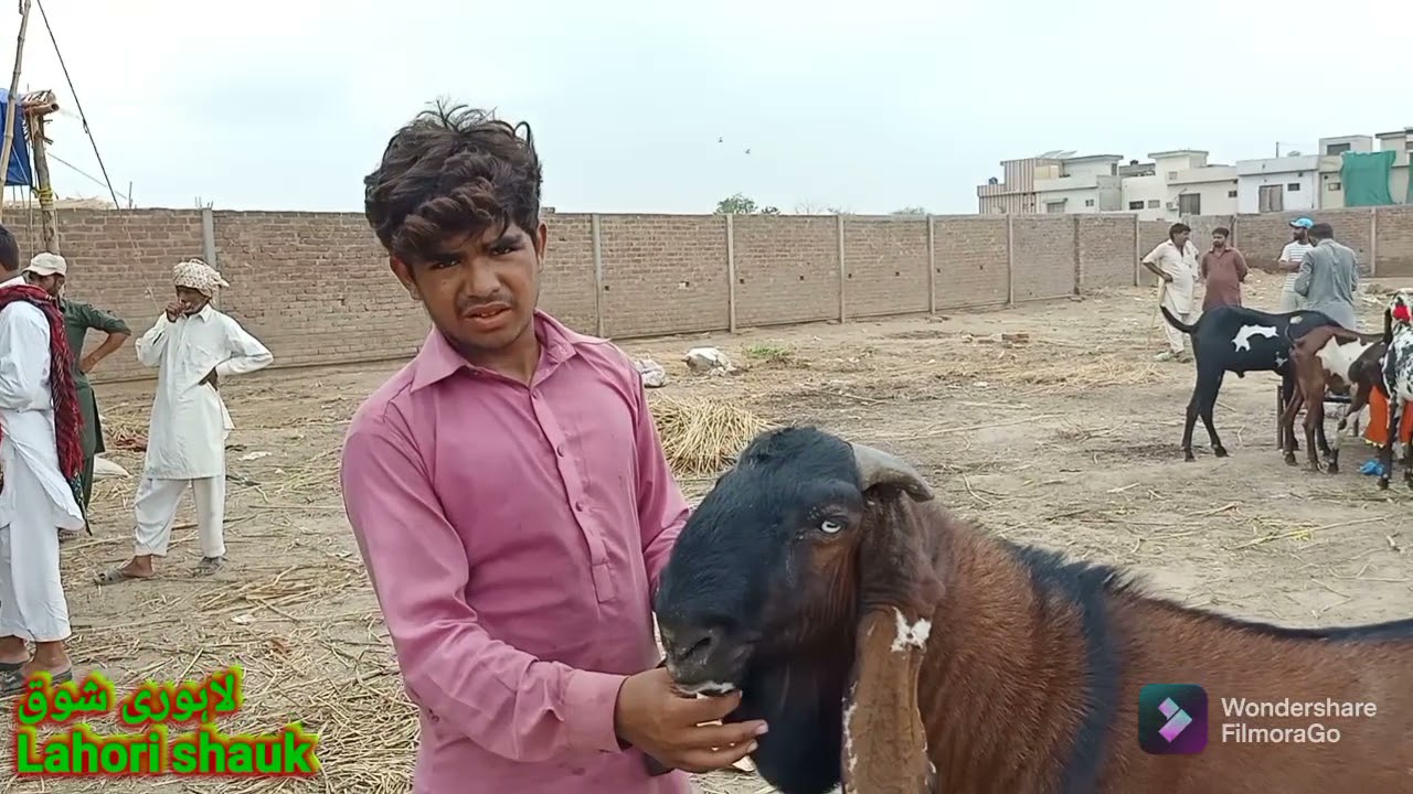 2021//Wednesday ki update/desi breeder bakron ke rate ki update/lahori shauk shahpur kangra Lahore