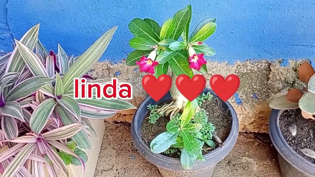 Veja que flores lindas,🌷❤️😍