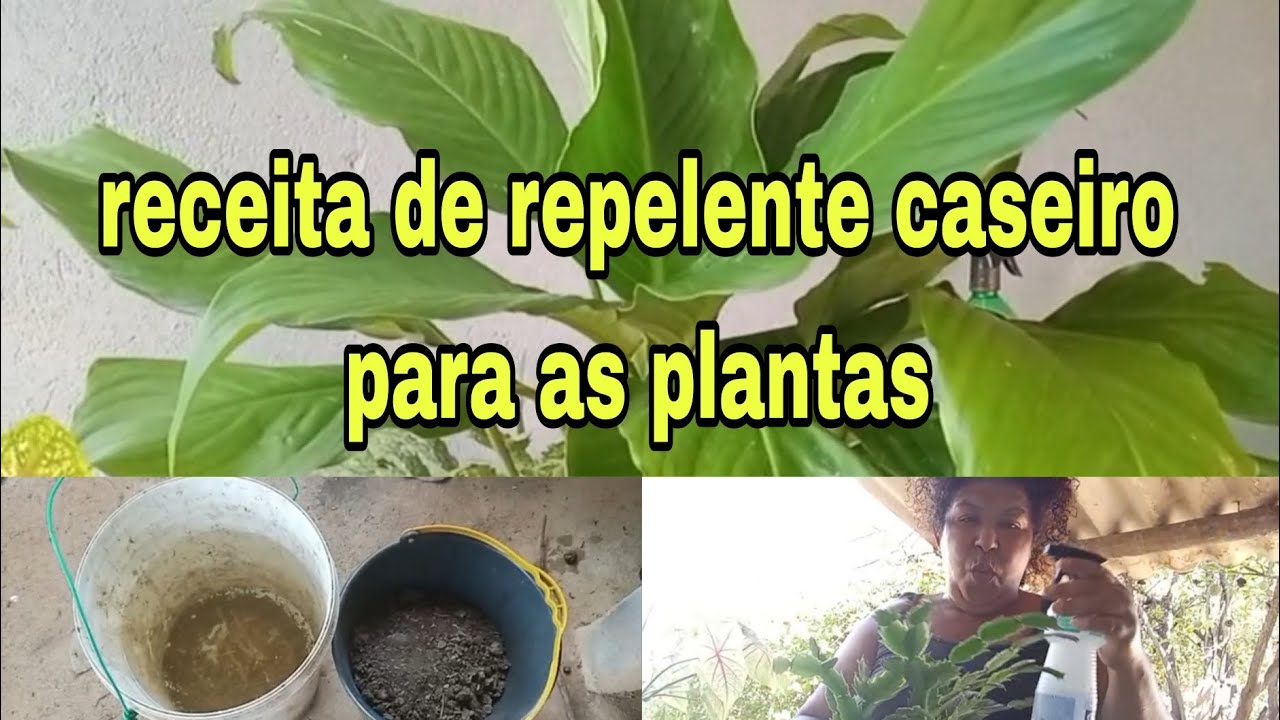 Receita de repelente caseiro para as plantas 