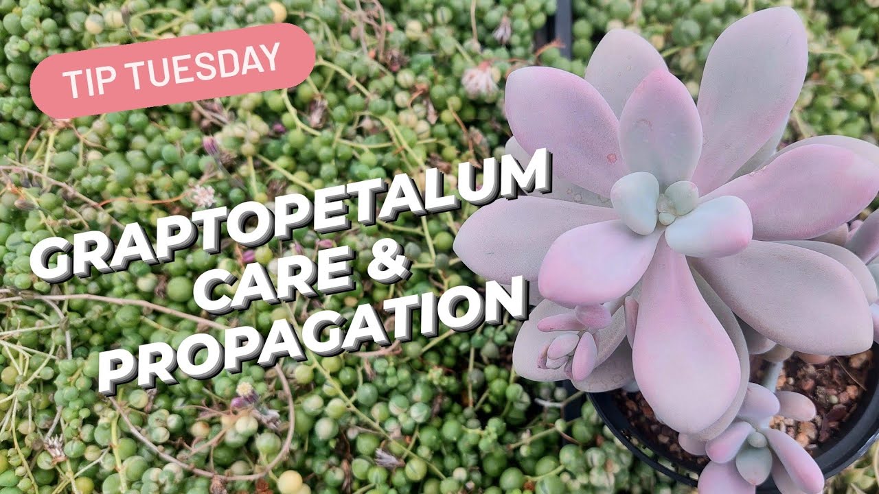 Graptopetalum Care & Propagation 🌱