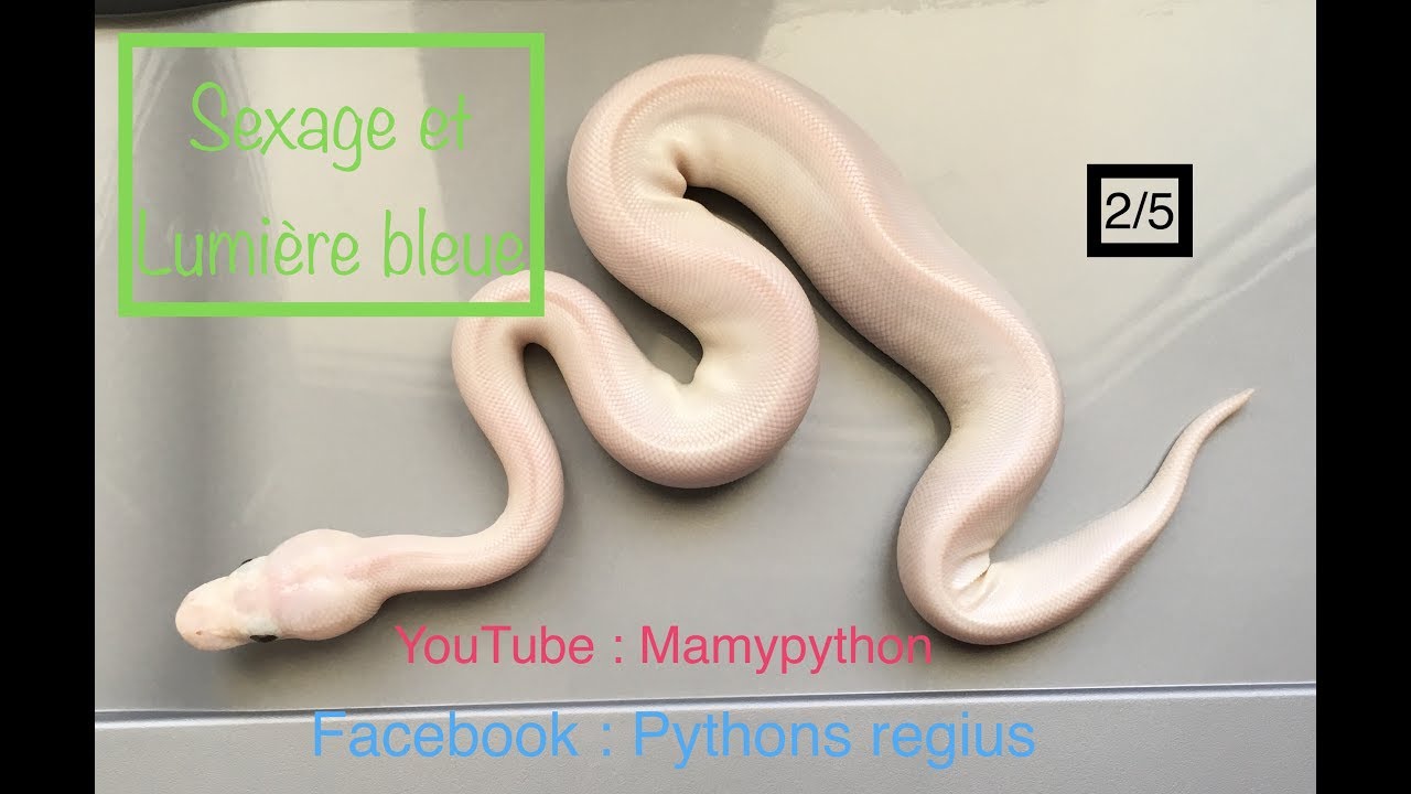 Pythons regius Sexage des bébés Ponte N°1 et N°2 Et lumière noire pour voir si les BEL ont du Spider