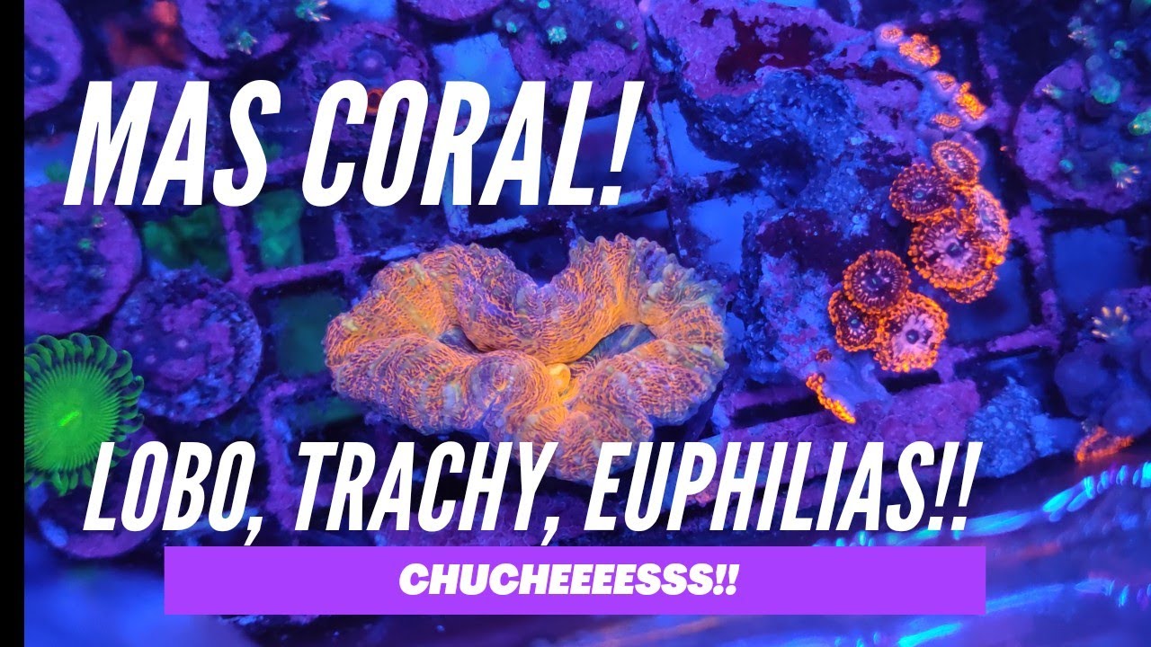 📌📌Nuevos Corales! Lobo, Trachy, Euphilias! 😍😍😍😍😍
