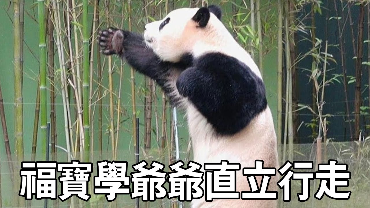 福寶學爺爺獨立行走，沒想到不一會就有點累了，轉身就爬上了鞦韆【有趣的喵哇】