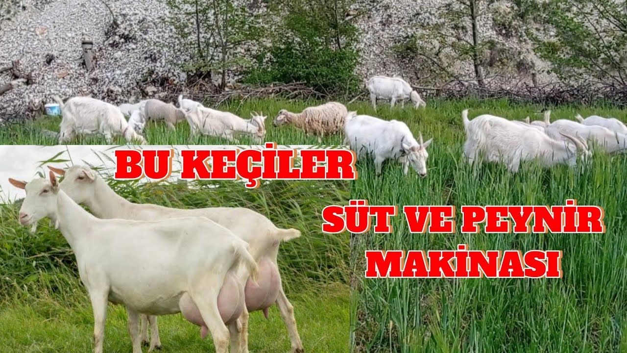 Bu Saanen Keçilerden Günde 5 Kilo Süt Almak Çok Kolay.Saanen Keçi Yetiştiriciliği.