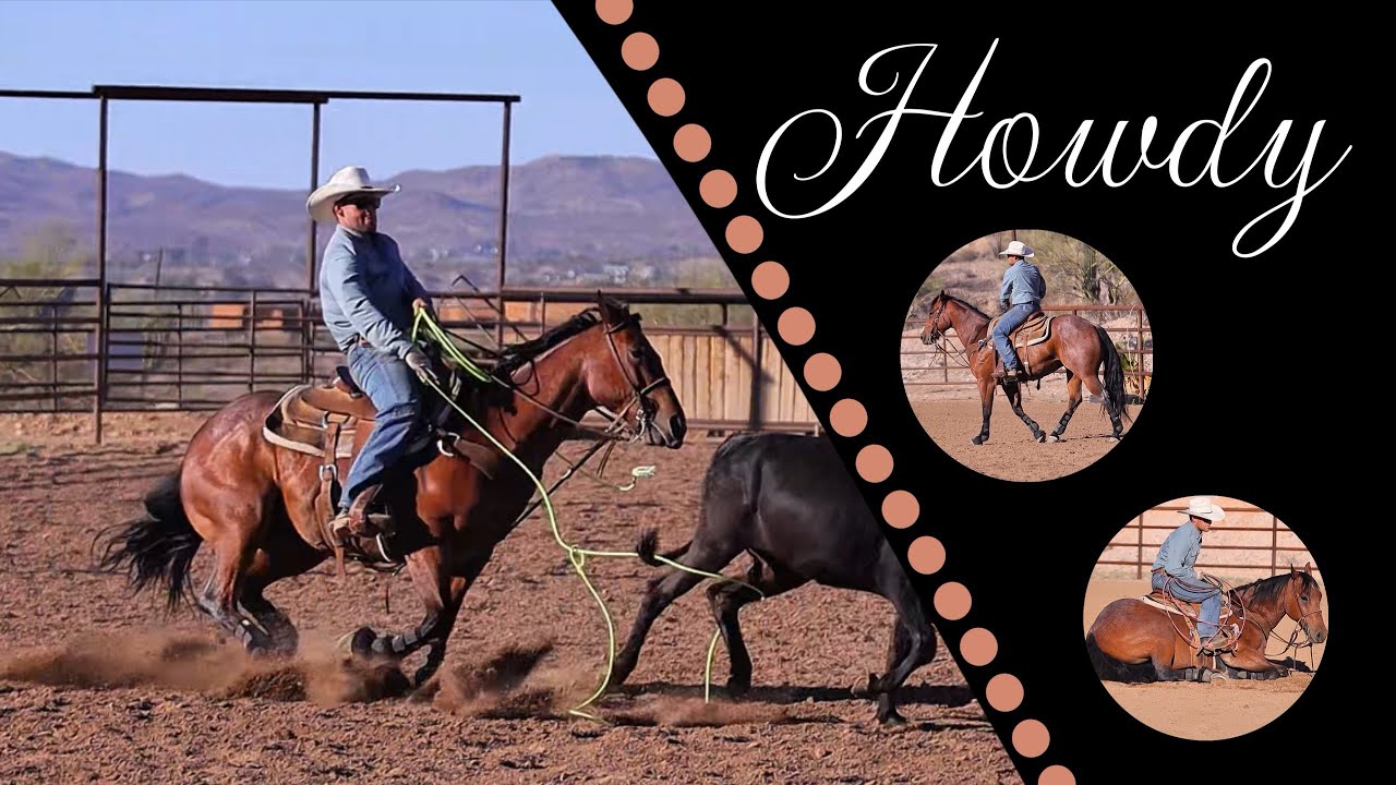 HOWDY • 2018 Gelding