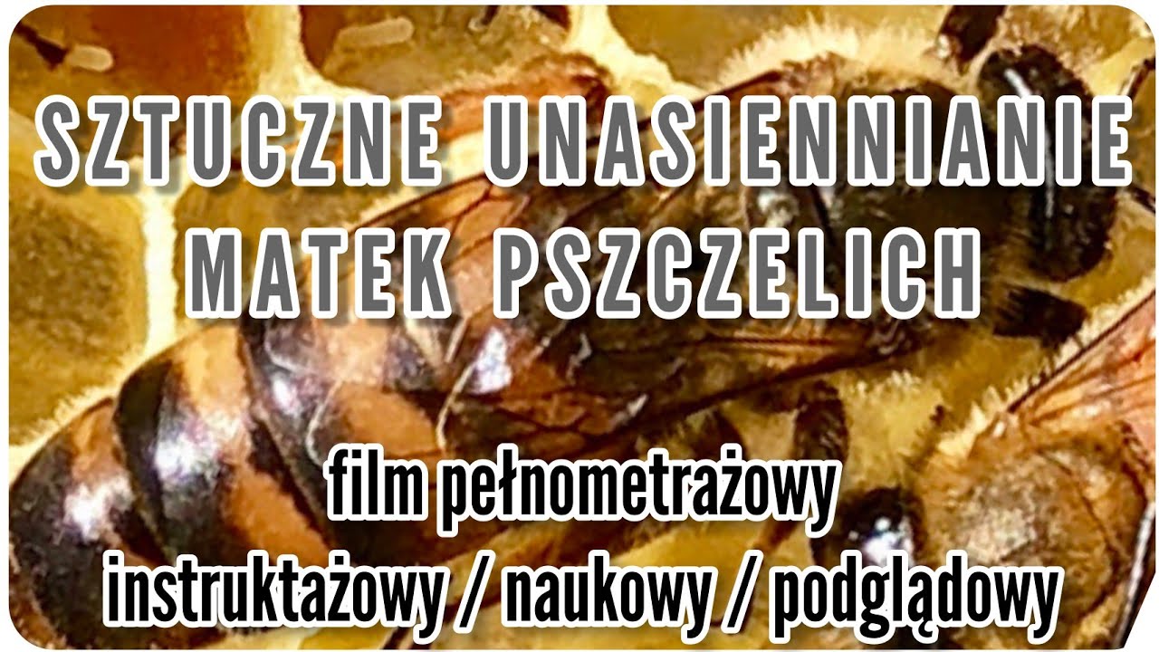 Sztuczne unasiennianie matek pszczelich - film edukacyjny instruktarzowy #pszczoły #pasieka #matki