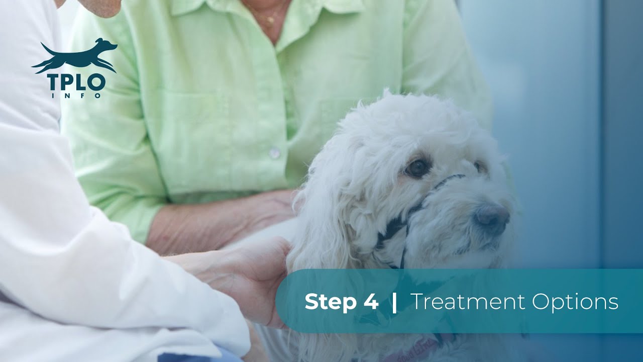 TPLO Info Step 4: Treatment Options