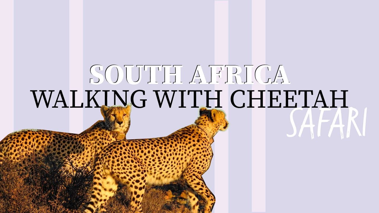 Tracking Cheetah On Foot In The Karoo! | South Africa Travel