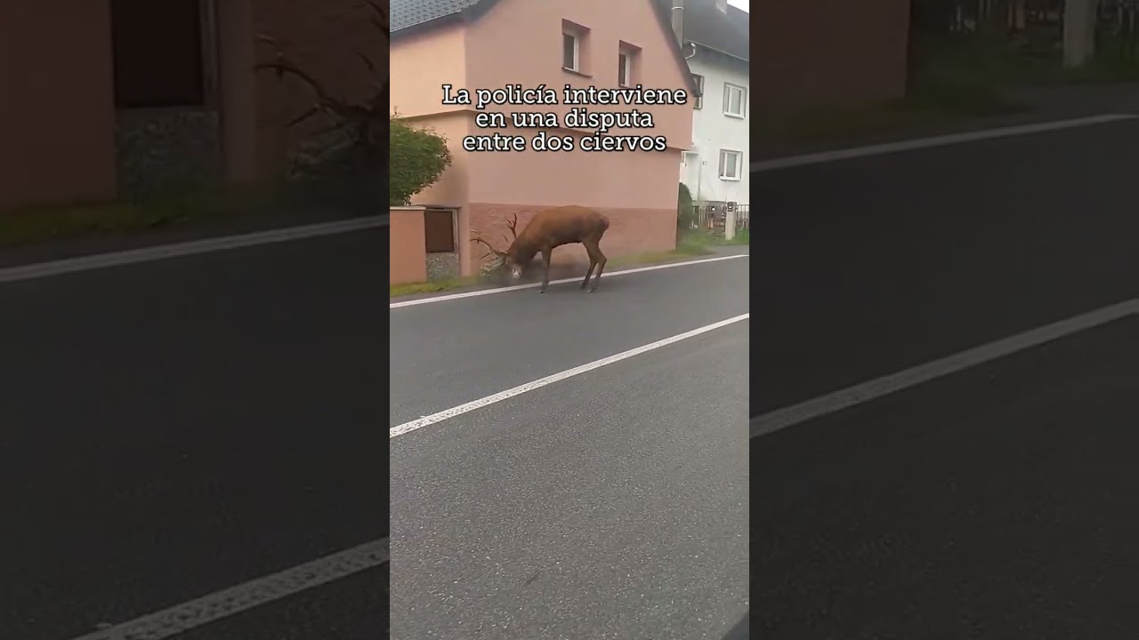 Llegan los zorzales, ley animalista | Noticias con club de caza