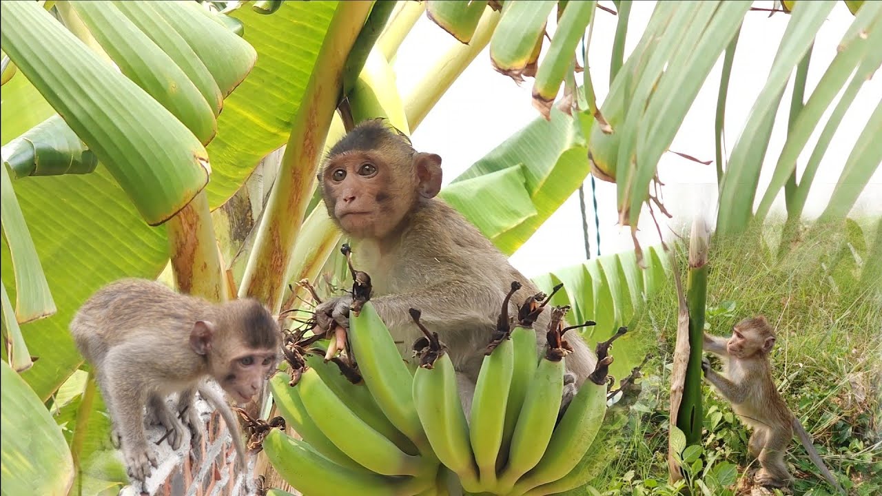 Nahu monkey dances skillfully with extremely cute tools