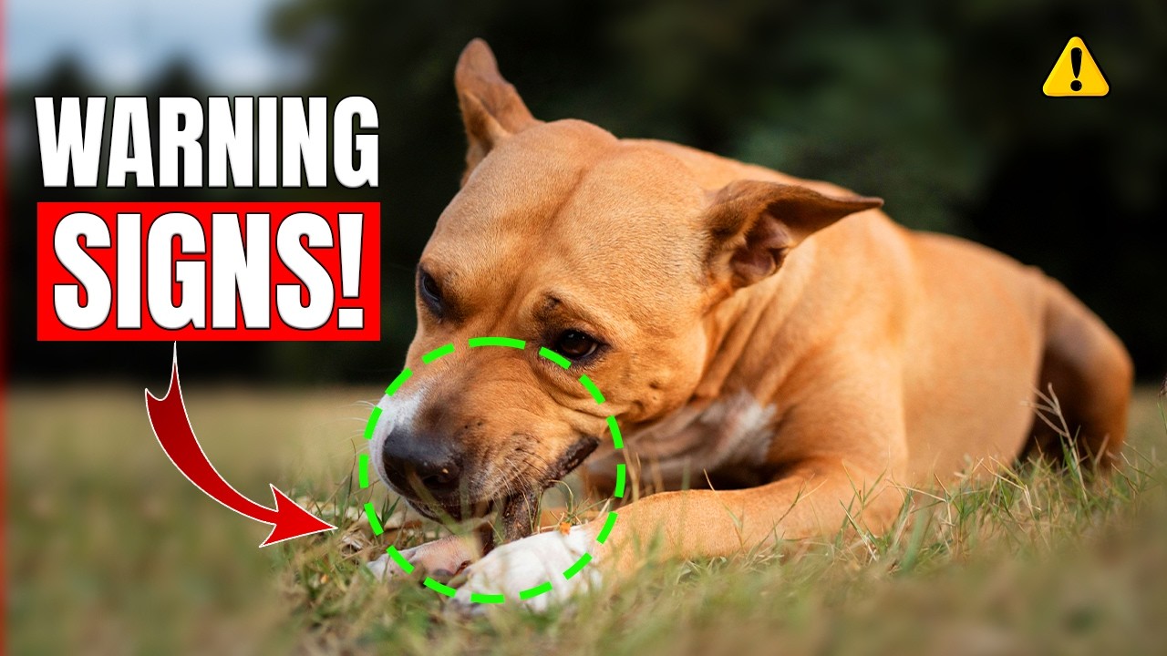 Is Your Dog Secretly Suffering? 10 Silent Signs Every Owner Must Know!
