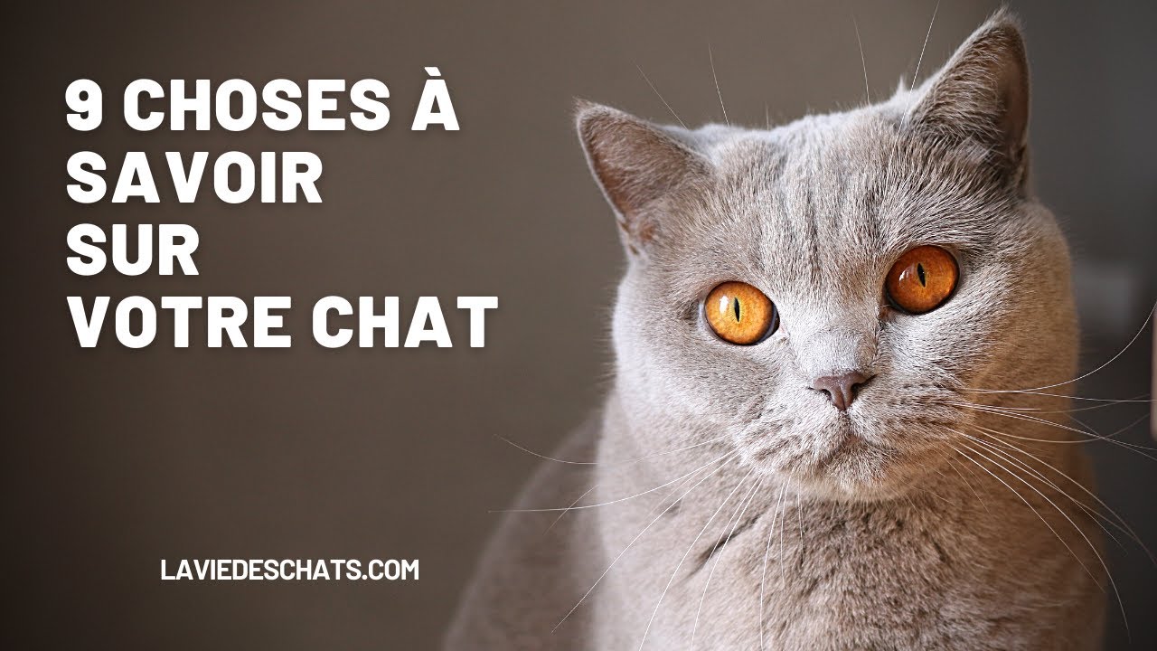 Tout sur votre chat en 9 points 😲