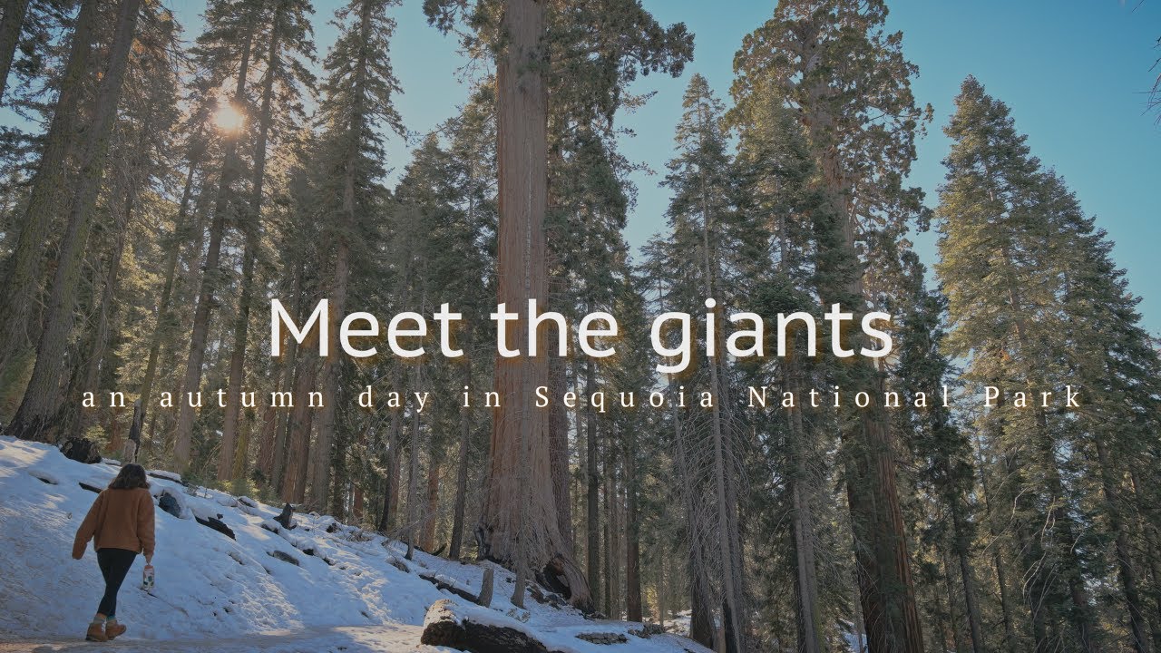 Meet the Giants | Cinematic Short Film in Sequoia National Park
